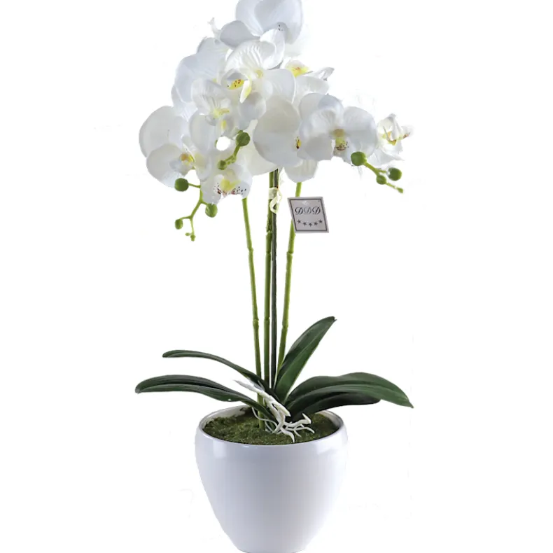 Orchidee Lina